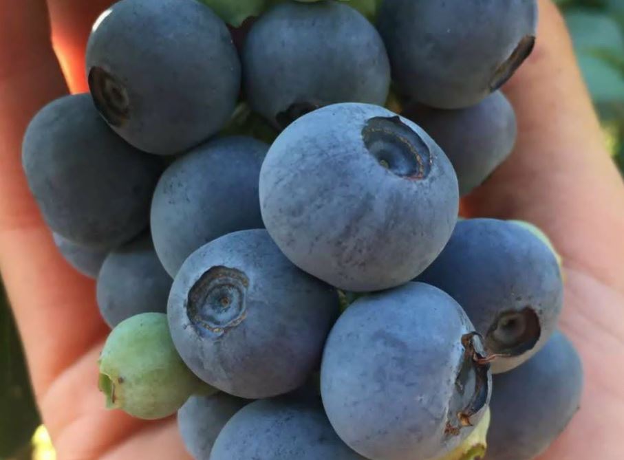 BlueberryMagedon - Save the Blueberries - Social News in Oregon