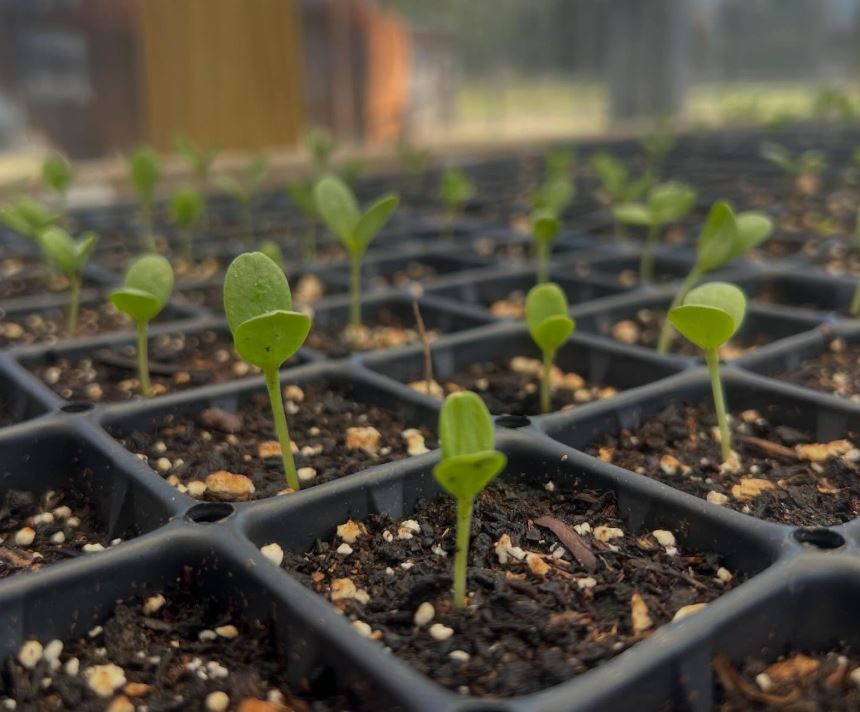 Emery Tumbleston of Champney Blueberries are Perennial