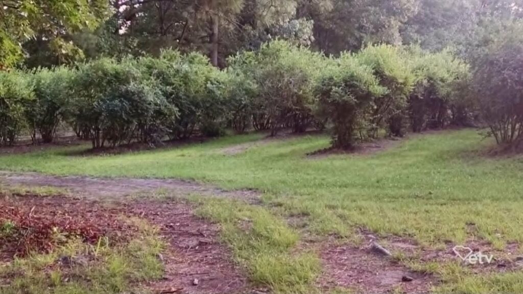 Emery Tumbleston of Champney Blueberry Farm 