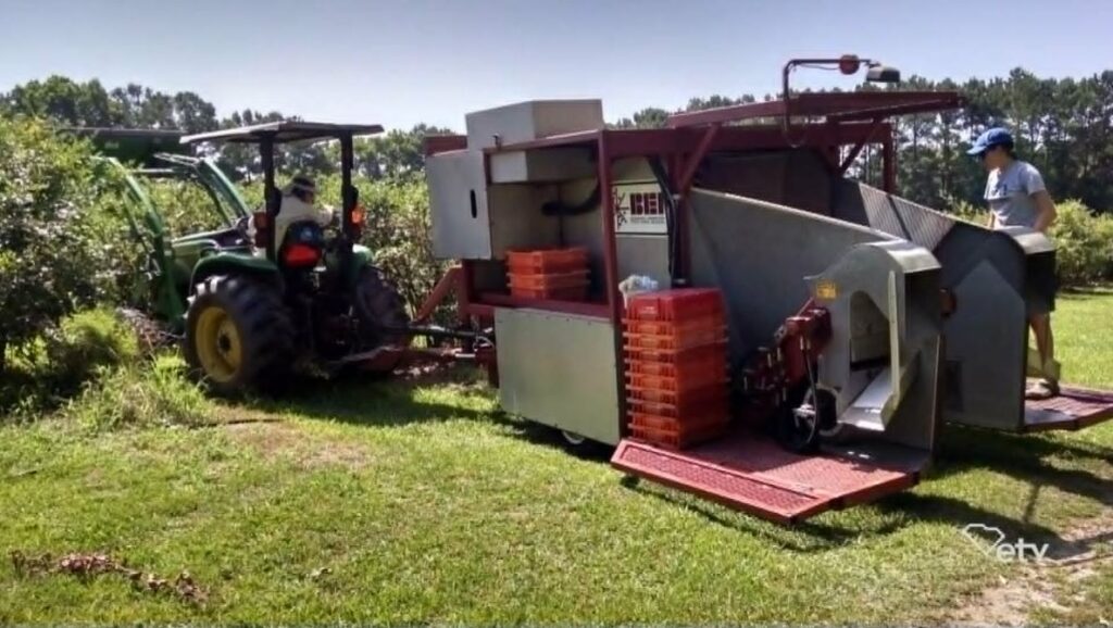 Emery Tumbleston of Champney Blueberry Farm Tractor