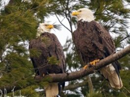 ORES ending Bald Eagles in New York State
