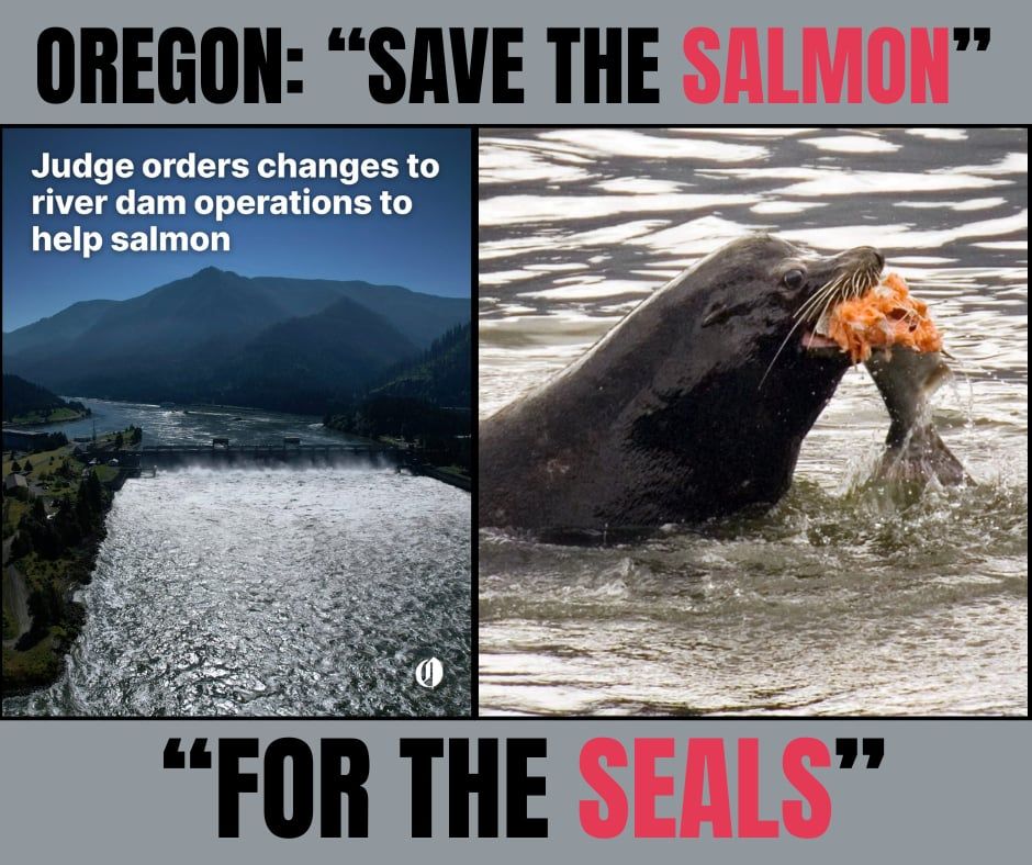 Oregon Sea Lion Eating Salmon on Columbia River