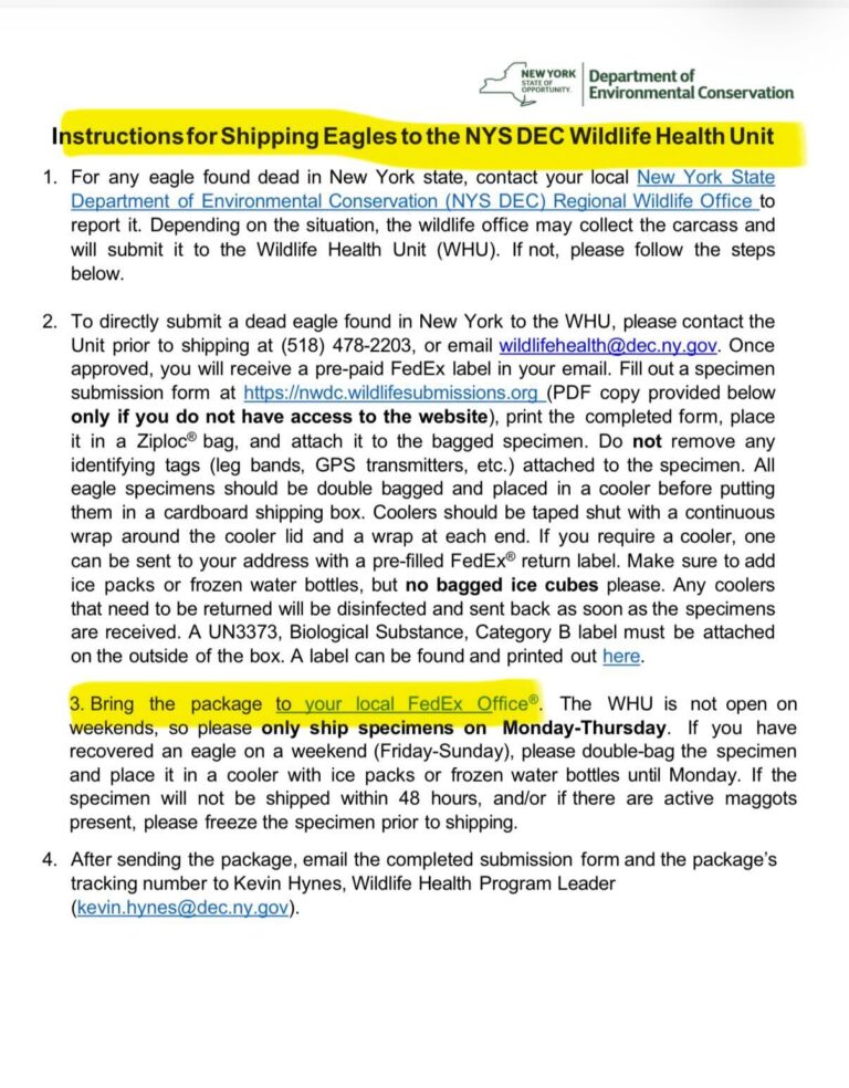Wind Turbines End Bald Eagles in New York