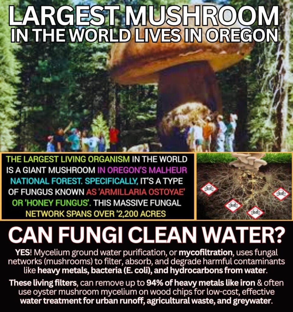 Can mushrooms clean water - Yes Mycelium Cleans Ground Water